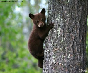 yapboz Boz ayı yavrusu ağaca tırmanıyor